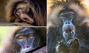 Ppictures Capture Human Like Yawns Of Baboon Settling Down For A Nap Baboon Yawning Bronx Zoo