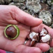 Free and open access to biodiversity data. Makadamia Nuss Samen Macadamia Integrifolia Preis 2 05