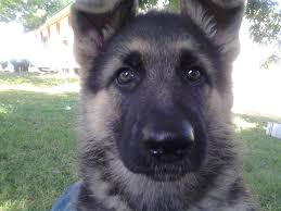 If you desire a big boned, beautiful black and red german shepherd with superb temperament, superior bloodlines, excellent health, and a loyal, loving guardian then look no futher. Hopper Farms Akc Reg German Shepherd Puppies Home Facebook