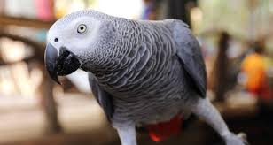 African Grey Parrot Species Profile Diet Intelligence And