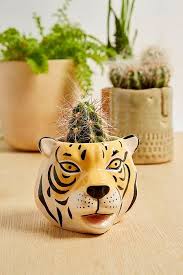 Petit Pot Tete De Tigre Potted Plants Succulent Pots Tiger Head