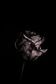 Labireeem Siyah Guller Siyah Fotografcilik Siyah Beyaz Fotografcilik