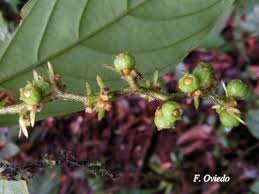 Image result for Bertiera