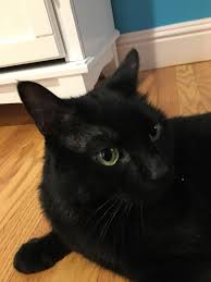 Treatment includes surgery, radiation, chemotherapy or only focusing on the symptoms. a meningioma is the most common type of feline brain tumor. Lost My Sweet Cat Lulu Recently She Had A Brain Tumor And We Had To Put Her Down I Thought That Reddit Should See Her One More Time Sad