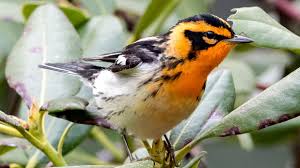This bird was chosen in 1927 as it is common all year throughout texas. Birds With Orange Plumage Around The World