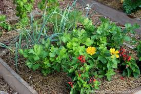 You're very welcome to follow our adventure. Creative Vegetable Gardener How To Start A Small Vegetable Garden And Make The Most Of It Creative Vegetable Gardener