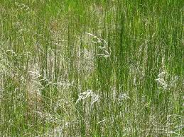 Image result for Agrostis quinqueseta