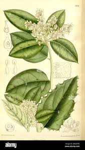 Image result for Cardiopteridaceae