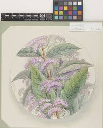 Image result for Clerodendrum abilioi