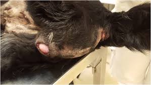 Progesterone Responsive Vaginal Leiomyoma And Hyperprogesteronemia Due To Ovarian Luteoma In An Older Bitch Bmc Veterinary Research Full Text These conditions are mainly observed in senior, sexually intact animals with an average onset of 7 to 10 years of age. ovarian luteoma in an older bitch