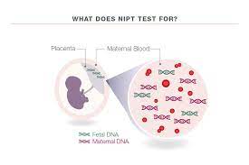 Non Invasive Prenatal Testing Nipt Quantum Diagnostics