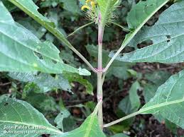 Image result for Justicia aurea