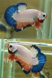 Item Fwbettashmp1454549664 Dragon Fancy A293 Ends Wed Feb 3 2016 07 34 24 Pm Cdt Betta Fish Betta Tropical Fish