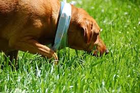 May 22, 2021 | 2 minutes. 10 Toxic Plants To Remove From Your Dog S Yard