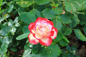 Mit diesen 5 einfachen regeln schneiden sie alle rosen schneiden ist viel einfacher, als viele denken. Rosen Schneiden Wann Wie Plantura