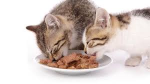 Seperti yang kita ketahui, kucing makanan kucing banyak dijual berupa kalengan ataupun kiloan. 12 Rekomendasi Makanan Kucing Anggora Agar Gemuk
