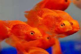 Maybe you would like to learn more about one of these? Parrot Fish Care Guide Fishycare Com