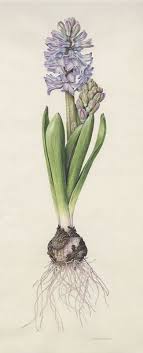 The Horticultural Society Of New York Gardening Green Botanical Drawings Botanical Painting Botanical Art