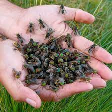 Vampire Horseflies Carrying Killer Infections Are Invading The Uk Cambridgeshire Live