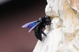 Diy carpenter bee control guide & products. How To Get Rid Of Carpenter Bees Insect Cop