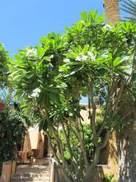 Plumeria Types Matura Singapore Plumeria In Bloom North Facing Garden Plumeria Tropical Plants