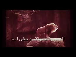 ابيات شعر عن الاسد اروع العبارات والاشعار عن الاسد احلام مراهقات