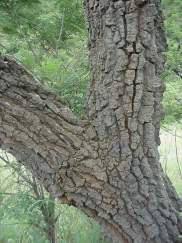 Image result for Faurea