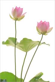 Pink Lotus Flowers And Leaf Flowers Photography Pink Lotus Lotus Painting
