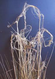 Image result for Aristida stipoides