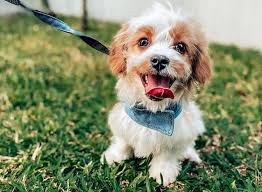 Ask questions and learn about cavachons at nextdaypets.com. Adopt A Cavachon From Rescue Organizations And Shelter Puppies Club