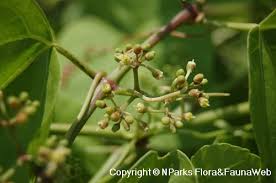 Image result for Cissus rubiginosa