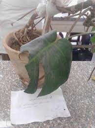 الجذور الماصة للرطوبة الغرض منها امتصاص الرطوبة من الجو بخار الماء و توصيلة للتربة Plants