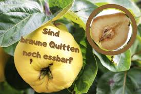 Schaut doch mal vorbei und last ein. Kann Man Quitten Die Innen Braun Sind Verwenden Gartenlexikon De