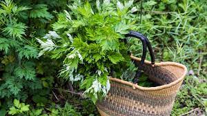 It can stimulate uterine contractions and increase the chances of bleeding and spotting. What Is Mugwort A Comprehensive Overview