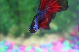 Make your own images with our meme generator or animated gif maker. Photoshopped Anger Betta Bettafish