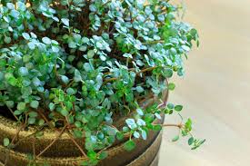 Image result for Pilea rivularis