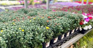 White mums flowers home depot. Home Depot Labor Day Sale 1 25 Annuals 2 50 Mulch Bags More Hip2save