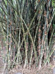 Image result for Oreobambos