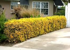 Plant this shrub as a privacy screen or informal hedge in regions with hot, dry summers. Plants That Screen For Privacy And A Sense Of Seclusion Signals Az