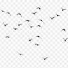 Find over 100+ of the best free bird group images. 1
