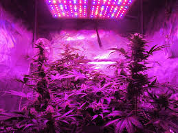 Diy and best on market. Full Spectrum Led Quantum Board Buying Guide Growdoctorguides