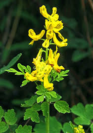 Image result for Fumariaceae