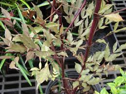 Image result for Leea guineensis