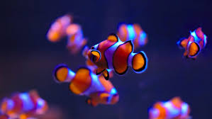 4000x2360 4k resolution wallpaper latest hd wallpapers. Ultra Hd Fish Clownfish Underwater Wallpapers Hd Desktop And Mobile Backgrounds