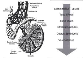 Some brain tumors cause headaches that last for days and don't get better. Scrotum Flashcards Quizlet