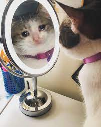 Who S The Saddest Of Them All Crying Cat In 2021 Cats Cat Memes Cute Cats