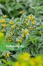 Image result for Lamium galeobdolon