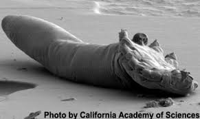 Image result for Demodex folliculorum