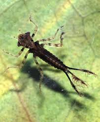The sturdy pedestal keeps the birdbath from tipping over while the ceramic construction withstands weather changes. 10 Neat Things About Dragonflies Canada S Local Gardener Magazine