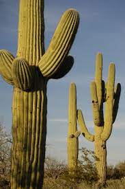 It is illegal to remove one from public land without a permit. Suguaros Cactus Cactus Flower Cactus Saguaro Cactus